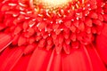 Gerbera jamesonii - red beautiful flower Royalty Free Stock Photo