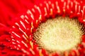 Gerbera jamesonii - red beautiful flower Royalty Free Stock Photo