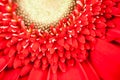 Gerbera jamesonii - red beautiful flower Royalty Free Stock Photo