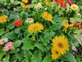 Gerbera jamesonii is a single-leaved herbaceous plant that grows into a single cluster at the tip of the shoot. Royalty Free Stock Photo