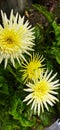 Barberton daisies yellowish white variety Royalty Free Stock Photo