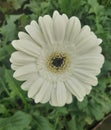 Gerbera jamesonii . White colour jerbera flower which show the front view.