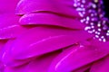 Gerbera Macro Close Up Royalty Free Stock Photo