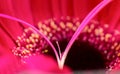 Gerbera Macro Close Up Royalty Free Stock Photo