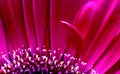 Gerbera Macro Close Up Royalty Free Stock Photo