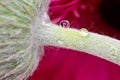 Gerbera Macro Close Up Royalty Free Stock Photo