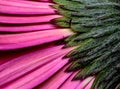 Gerbera Macro Close Up Royalty Free Stock Photo