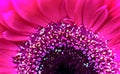 Gerbera Macro Close Up Royalty Free Stock Photo