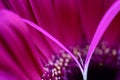 Gerbera Macro Close Up Royalty Free Stock Photo