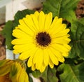 gerbera mega daisey yellow flower Royalty Free Stock Photo