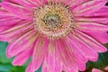 A close up photo of a grebera flower affected by Grey mildew Botrytis Cinerea. Pathogen Botryotinia Fuckeliana Royalty Free Stock Photo