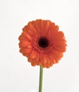 Gerbera orange