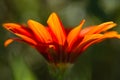 Gerbera orange flower close up on dark green background