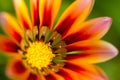 Gerbera orange flower close up on green background