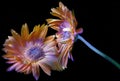 Gerbera orange painted and its reflection