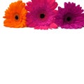 Gerbera orange, pink, purple flowers isolated on a white background