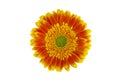Gerbera orange with yellow flower isolated on white background with clipping path