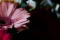 Gerbera pink on a black background. Floral background for design. Congratulations on mother`s day. Royalty Free Stock Photo