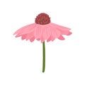 Gerbera pink closeup isolated on white background. Spring flower in doodle style for any purpose