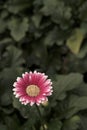 Gerbera in Pink colours. Floral photography. Floral desktop background. Pink gerbera. Nature background. Darkgreen leaves