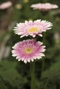 Gerbera in Pink colours. Floral photography. Floral desktop background. Pink gerbera. Nature background. Darkgreen leaves