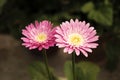 Gerbera in Pink colours. Floral photography. Floral desktop background. Pink gerbera. Nature background. Darkgreen leaves