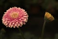 Gerbera in Pink colours. Floral photography. Floral desktop background. Pink gerbera. Nature background. Darkgreen leaves