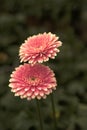 Gerbera in Pink colours. Floral photography. Floral desktop background. Pink gerbera. Nature background. Darkgreen leaves