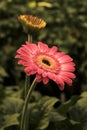 Gerbera in Pink colours. Floral photography. Floral desktop background. Pink gerbera. Nature background. Darkgreen leaves