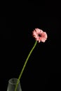 Gerbera pink flower in glass vase, plant with long stem and pink petals on black background Royalty Free Stock Photo