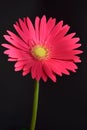 Gerbera pink - optional