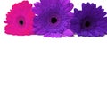 Gerbera pink, purple, violet flowers isolated on a white background Royalty Free Stock Photo