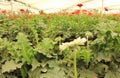 Gerbera plants inside nursery Royalty Free Stock Photo