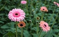 Gerbera plants pink blooming with a dark heart