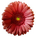 Gerbera red flower on white isolated background with clipping path. no shadows. Closeup. Royalty Free Stock Photo