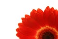 Gerbera red isolated on white
