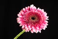 Gerbera red pink flower closeup, plant with pink petals on black background