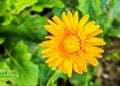 Gerbera in the royal flora chiangmai Thailand. Royalty Free Stock Photo