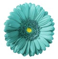 Gerbera turquoise flower on white isolated background with clipping path. no shadows. Closeup.