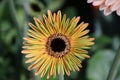 Gerbera type Alliance in a greenhouse in nieuwerkerk aan den ijssel in the Netherlands