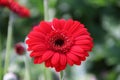 Gerbera type Blind Date in a greenhouse in nieuwerkerk aan den i