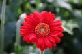 Gerbera type Brunello in a greenhouse in nieuwerkerk aan den ijssel in the Netherlands