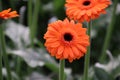 Gerbera type Candela in a greenhouse in nieuwerkerk aan den ijssel in the Netherlands