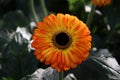 Gerbera type catwalk in a greenhouse in nieuwerkerk aan den ijssel in the Netherlands