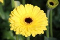 Gerbera type Don Leo in a greenhouse in nieuwerkerk aan den ijssel in the Netherlands