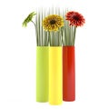 Gerbera in vase isolated. Color vases