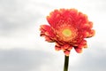 Gerbera very nice colorful flower close up in a sunshine Royalty Free Stock Photo