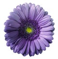 Gerbera violet flower on white isolated background with clipping path. no shadows. Closeup. Royalty Free Stock Photo