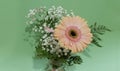 gerbera, white delicate flowers and leaves on a green background Royalty Free Stock Photo