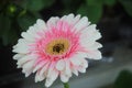 Gerbera white and pink